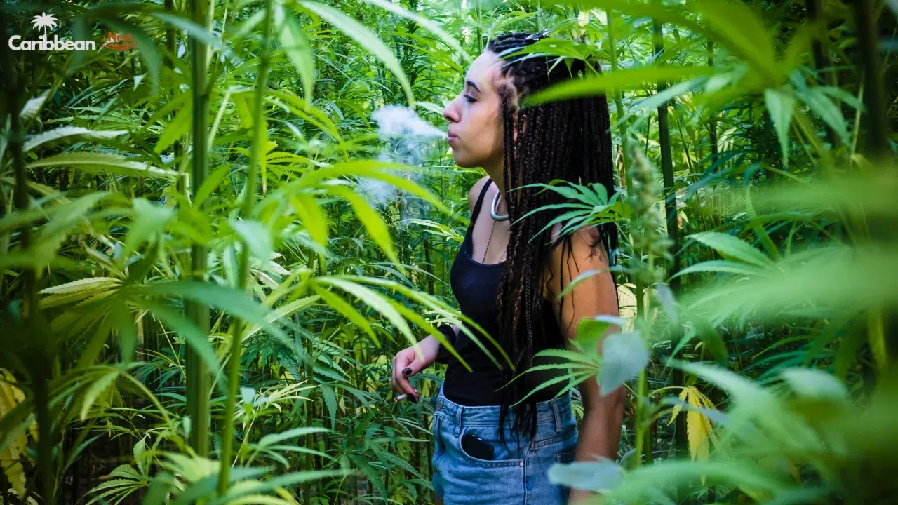 can-you-travel-with-weed-to-the-caribbean-complete-laws-risks-and-legal-guide-2026